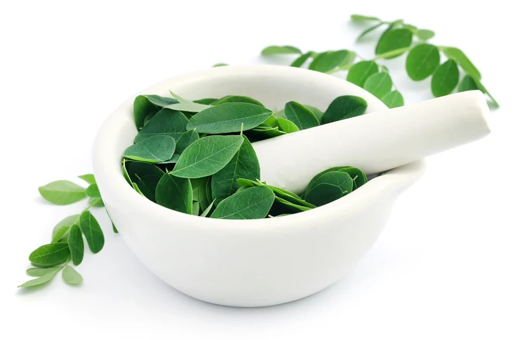 Hojas frescas de moringa